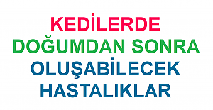 Kedilerde Doğumdan Sonra Oluşabilecek Hastalıklar Nelerdir?