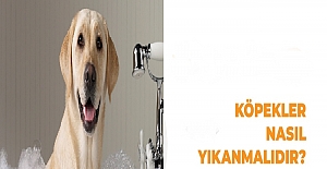 Köpekler Nasıl Yıkanmalı?