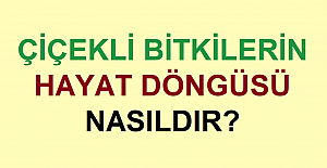 Çiçekli Bitkilerin Hayat Döngüsü Nasıldır?