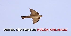 Demek Gidiyorsun Küçük Kırlangıç Şiiri ve Sözleri