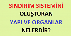 Sindirim Sistemini Oluşturan Yapı ve Organlar Nelerdir?