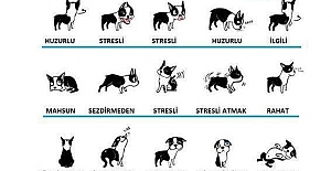 Köpeklerin Beden Dili