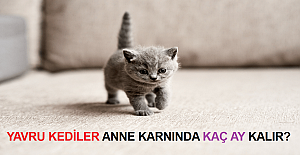 Yavru Kediler Anne Karnında Kaç Ay Kalır?