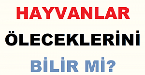 Hayvanlar Öleceklerini Bilir mi?