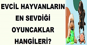 Evcil Hayvanların En Sevdiği Oyuncaklar Hangileri?