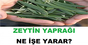 Zeytin Yaprağı Ne İşe Yarar?