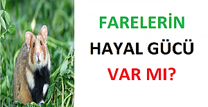 Farelerin Hayal Gücü Var mı?