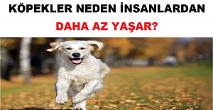 Köpekler Neden İnsanlardan Daha Az Yaşar?