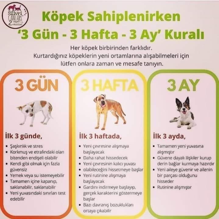 Kopek Sahiplenirken 3 Gun 3 Hafta Ve 3 Ay Kurali