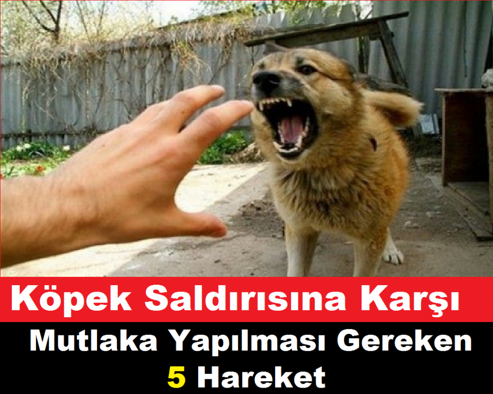 Kopek Saldirirsa Ne Yapmak Gerekir